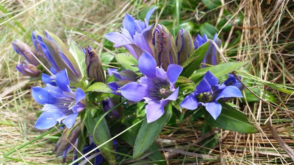 Prairie gentian