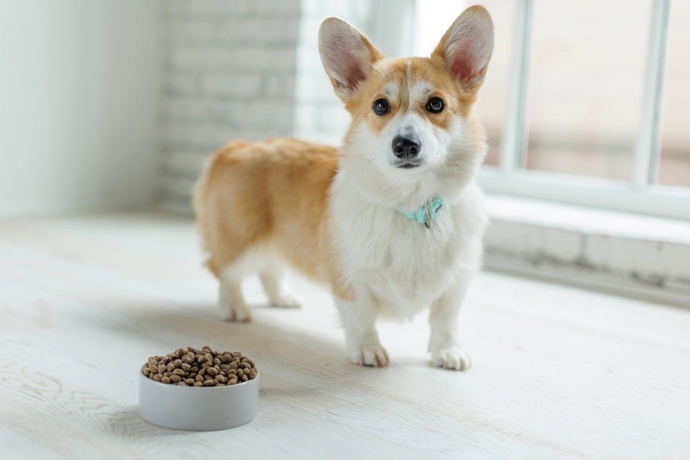 alt=”Guide to the Best Puppy Food for Small Breeds”