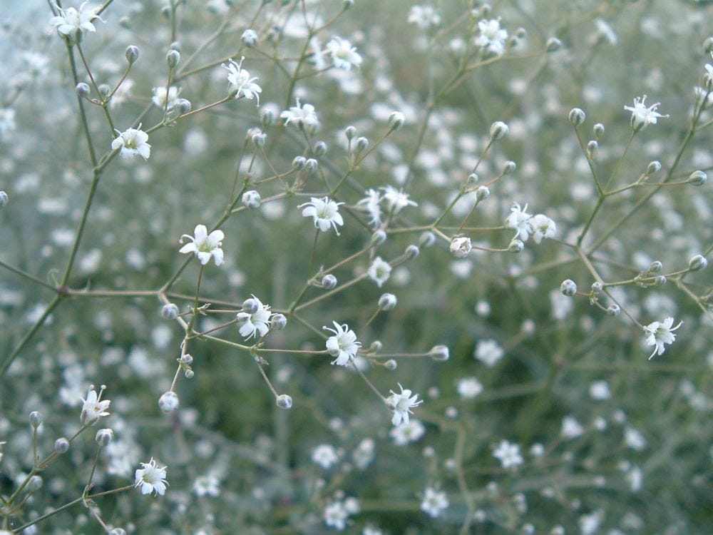 Baby's breath