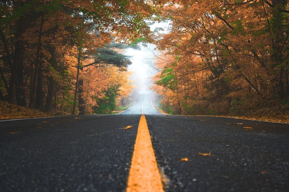 A road framed by autumnal forest