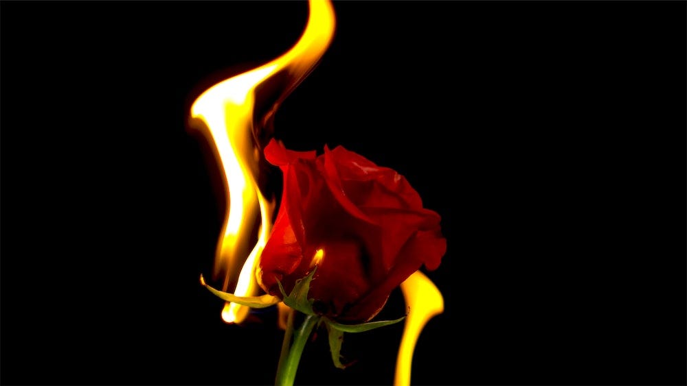 A red rose on fire.