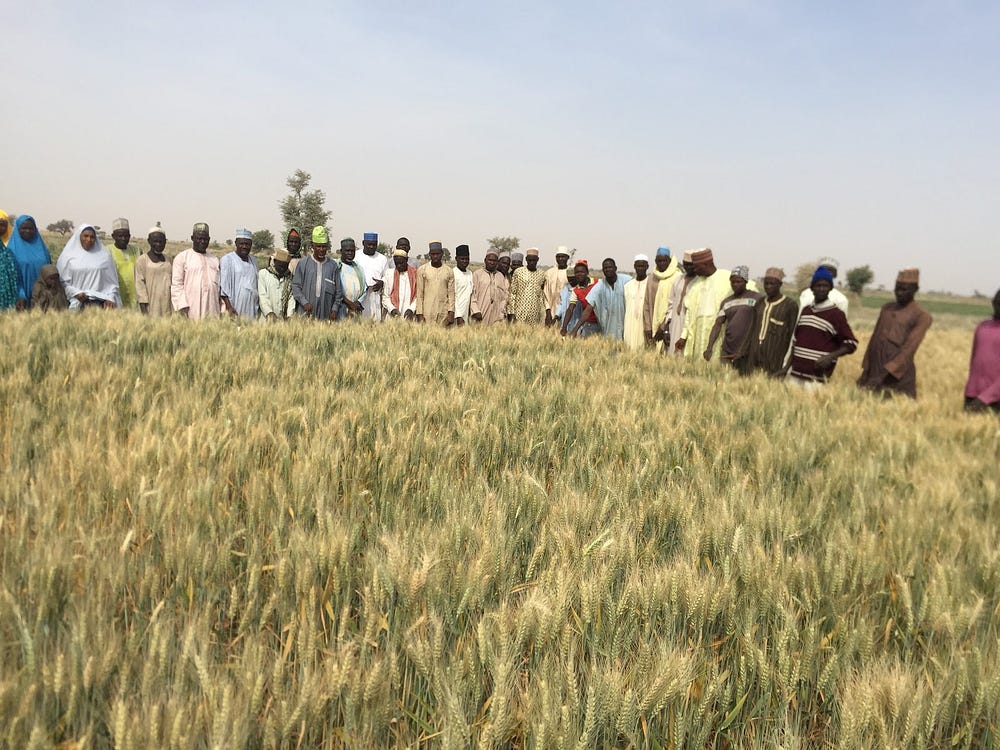 A group of men farmers visit the demonstration farm in Hadejia, Jigawa State, Nigeria, during a participatory research trial.