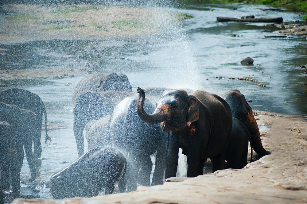 大象保育園募款