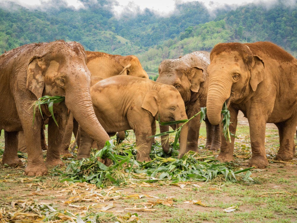 Elephant Nature Park