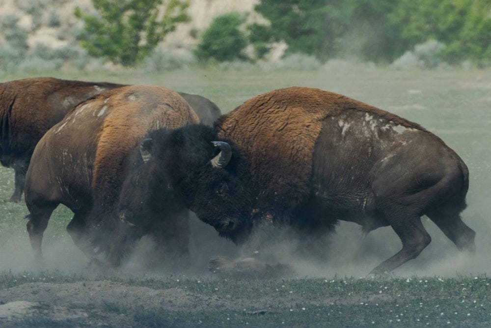 Two buffalos (?) are fighting against each other with their horns.