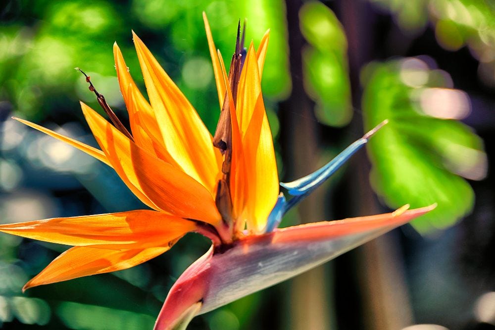 Bird of paradise