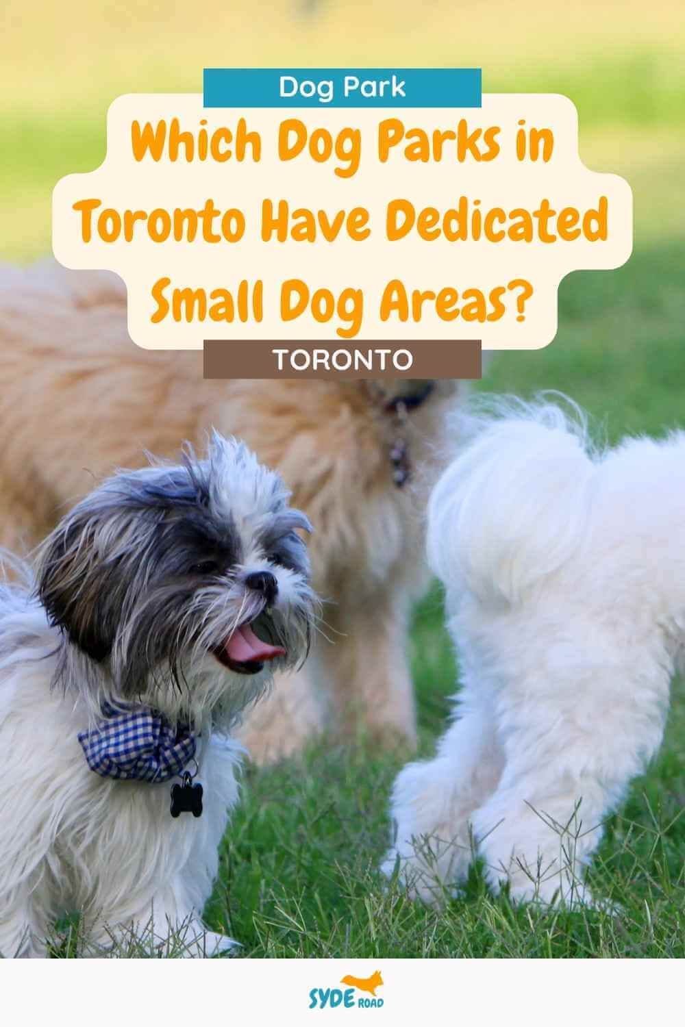 3 small dogs off-leash facing the right direction - image is the Pinterest Pin for 