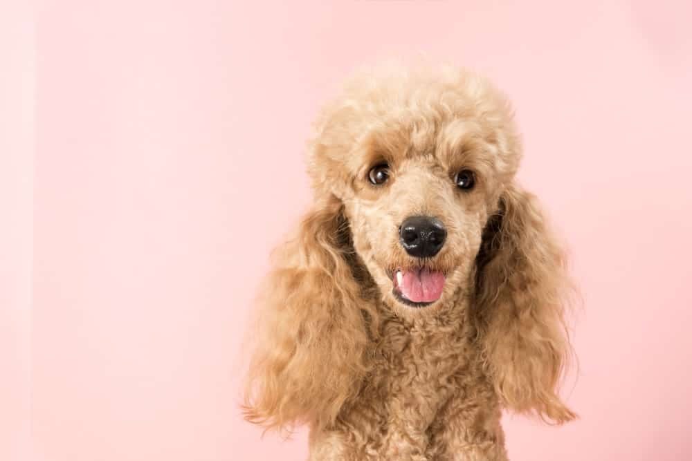 How to Groom a Poodle Dog: 5 Expert Tips for Perfection
