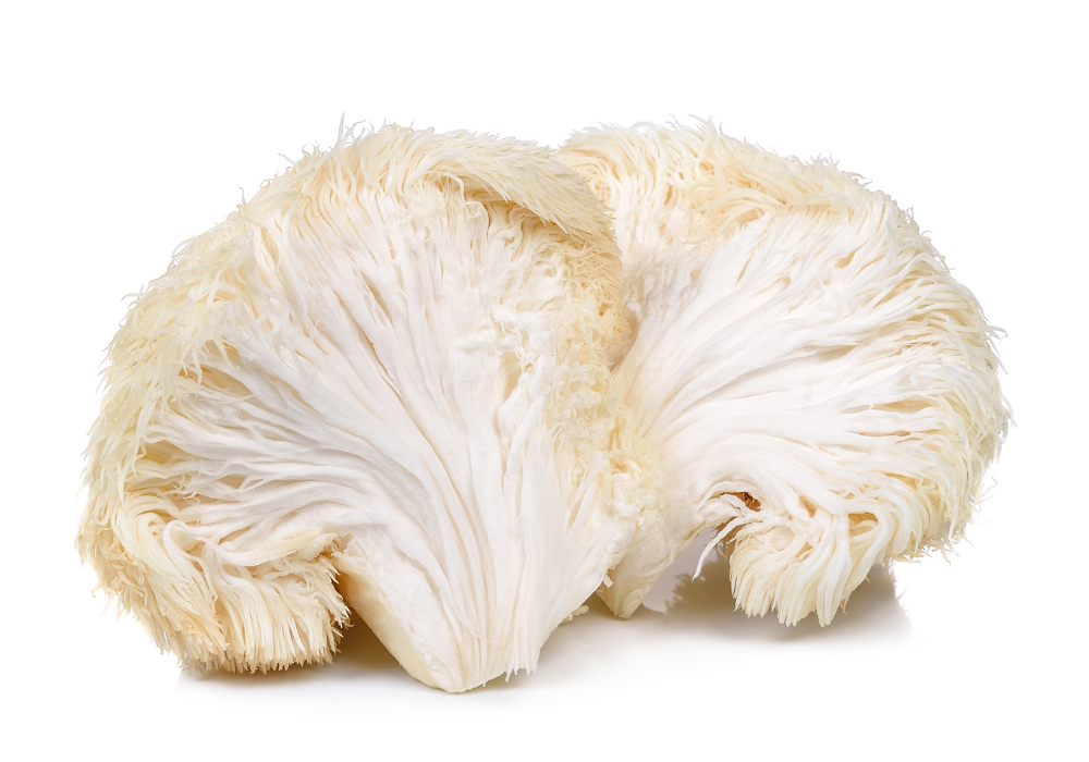 Lion's mane mushrooms for cats
