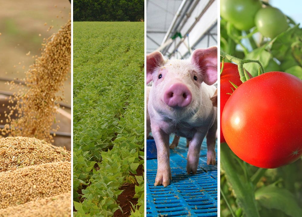 imagem dividida horizontalmente em quatro imagens sendo a primeira grãos de soja, a segunda uma plantação de algodão, a terceira um filhote de porco representando a suinocultura e a quarta uma plantação de tomate.