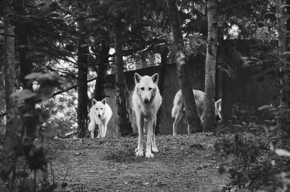 A black and white image of three wolves.