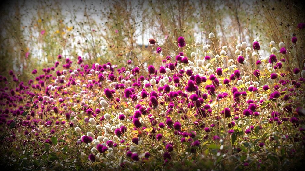 Globe amaranth