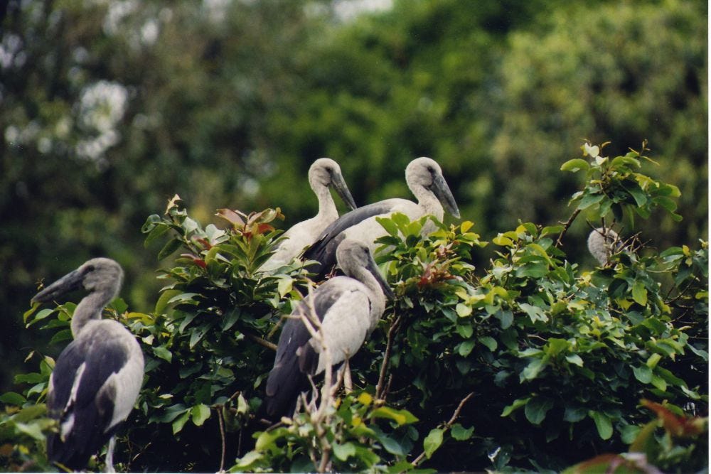 Mangalavanam Bird Sanctuary