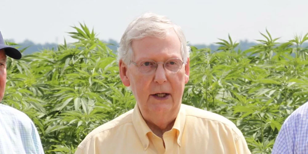 Mitch McConnel speaks in front of a field of industrial hemp.