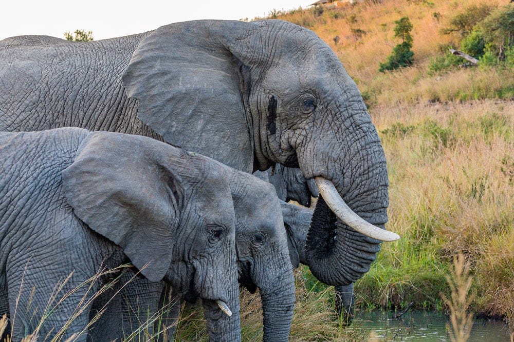 Elephant family drinking together at a watering hole