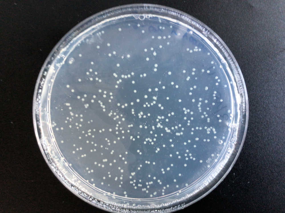 Example of a petri dish