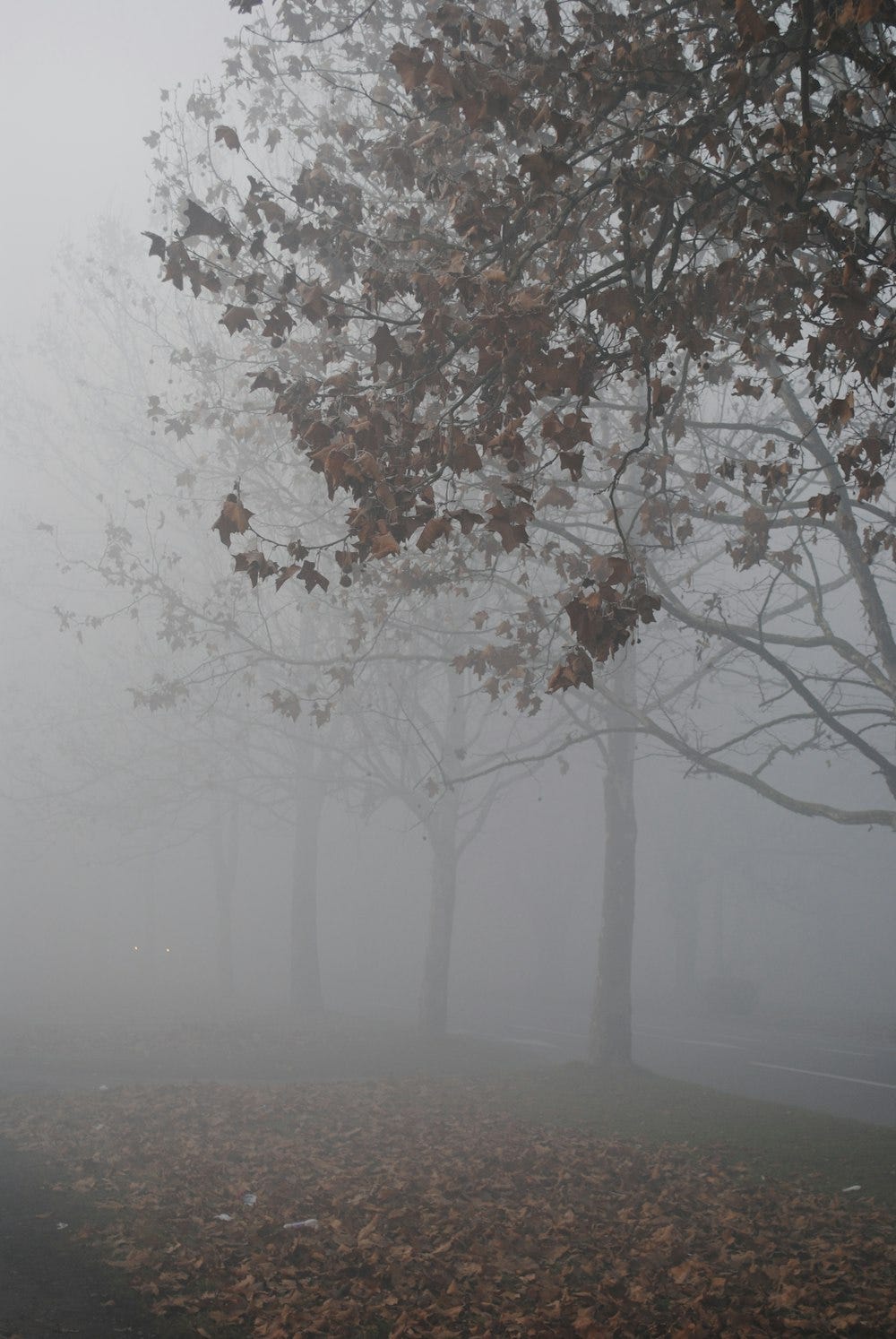 Trees obscured by fog