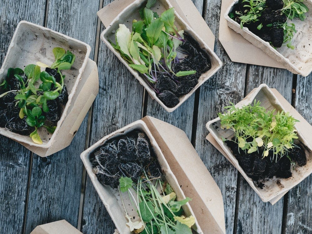 Going Biodegradable — The Impact of Biodegradable Products