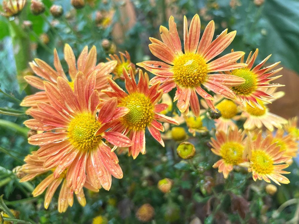 chrysanthemum