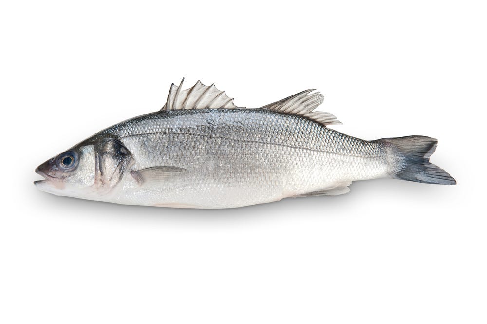 Silverfish isolated on white backround