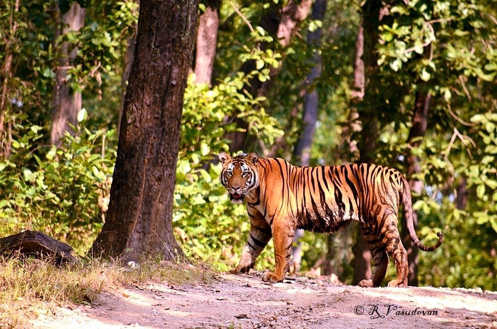 Tiger, Kanha