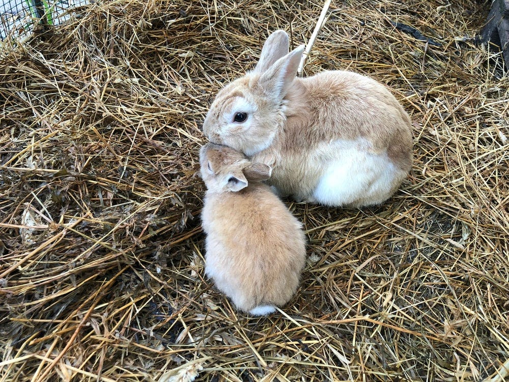 One big rabbit next to one small rabbit