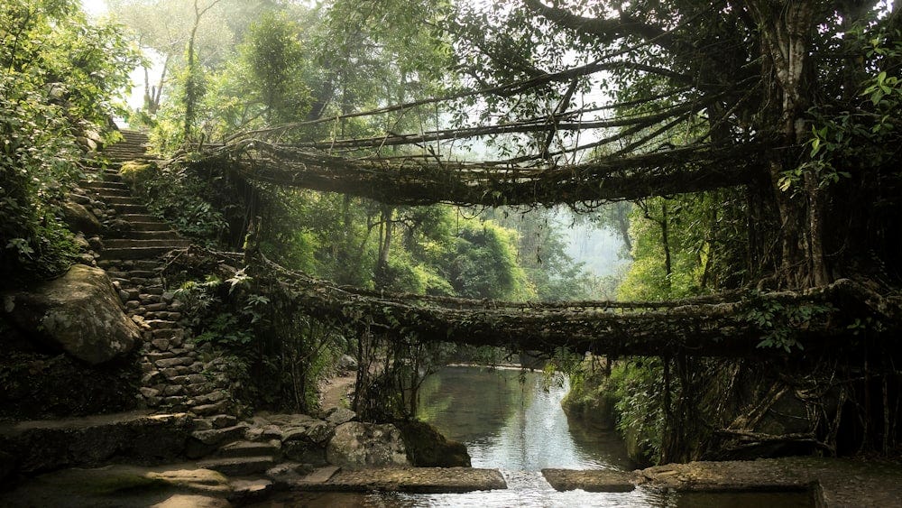 These bridges, made from the roots of rubber trees, are an excellent subject for landscape and nature photography