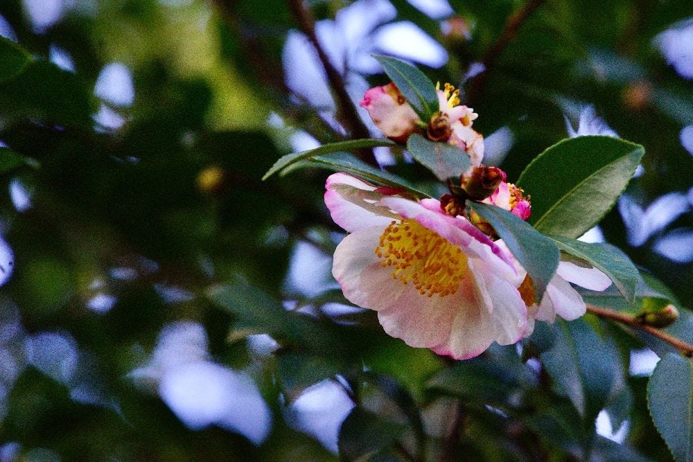 Sasanqua Camellia