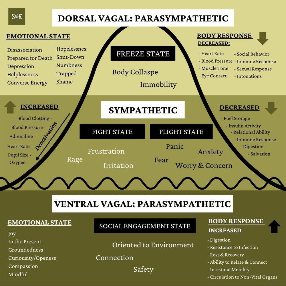 Our autonomic nervous system is divided into two main branches: our parasympathetic (rest/digest or the “brakes”) and sympathetic nervous system (fight/flight or the “accelerator”). According to Polyvagal Theory, our parasympathetic nervous system includes a soft brake — ventral vagal, focused on social engagement and connection, and dorsal vagal, a last-ditch effort to save ourselves focused on immobilization and shut-down.