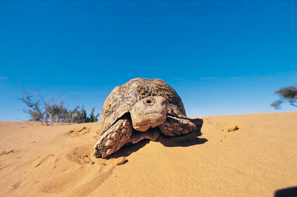 https://unsplash.com/photos/a-large-turtle-walking-across-a-sandy-field-MRG9BkLaSAE