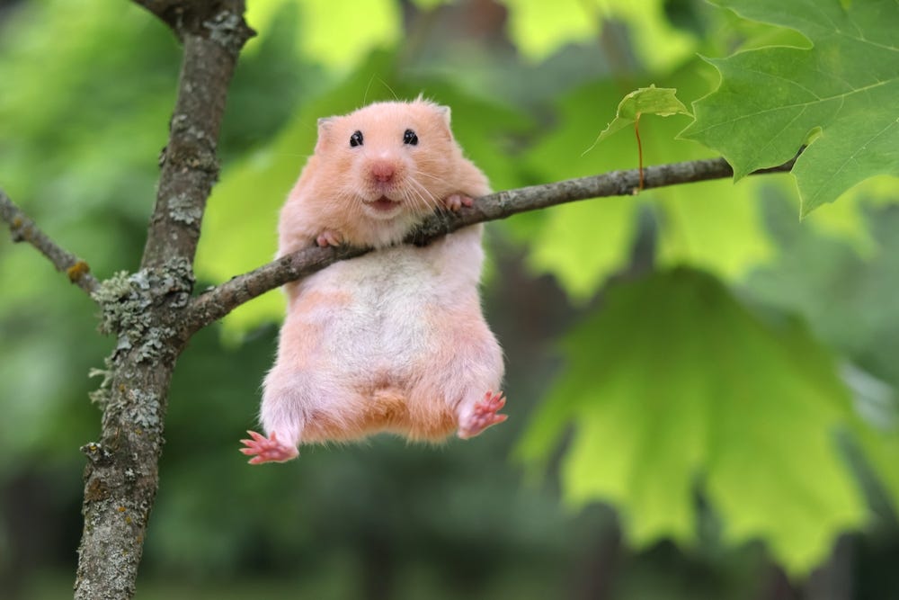 Cute Syrian hamster hanging on a branch