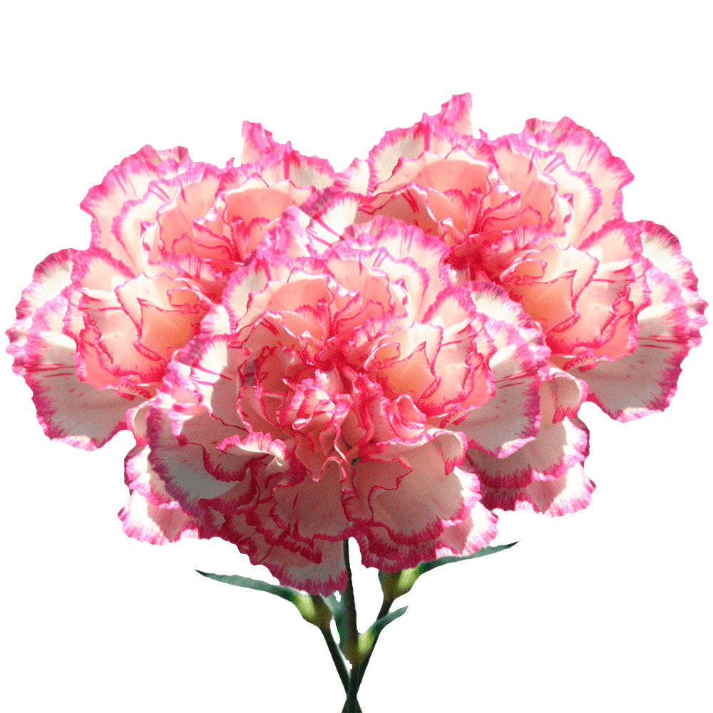 Pink Carnations