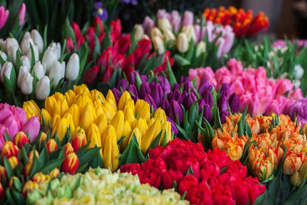 Colorful tulips.