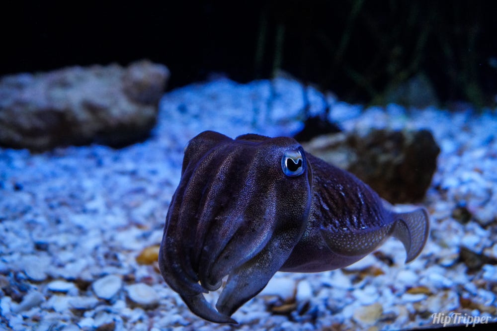 Cuttlefish at the Ripley's Aquarium of Canada