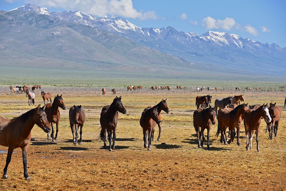 Wild Mustangs Nevada