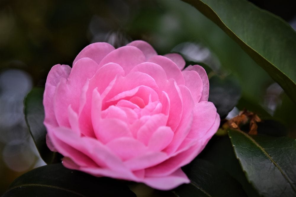 Japanese camellia