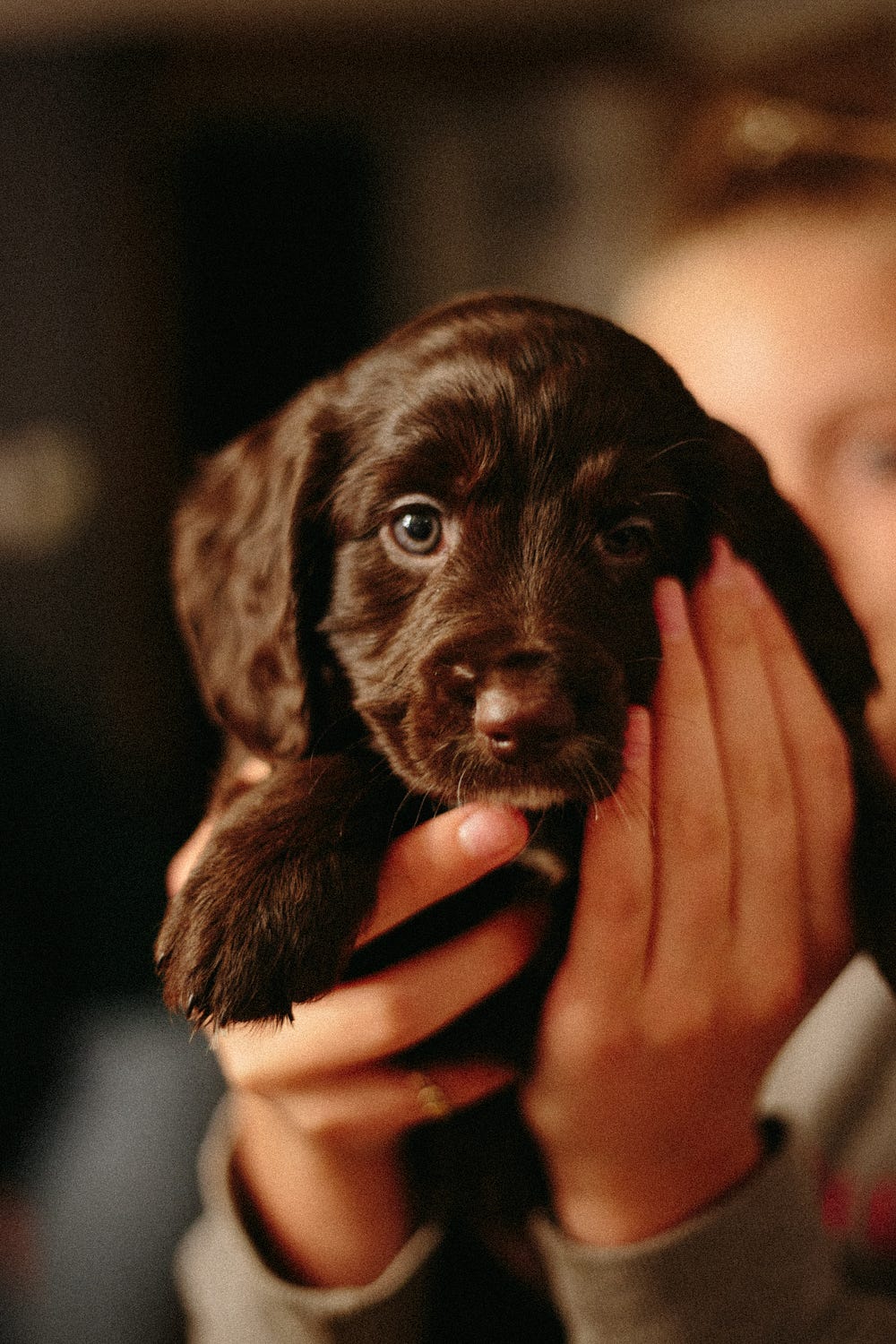 A brown/chocolate puppy with bright eyes being held by its owner: Photo by Joseph Biscocho on Unsplash