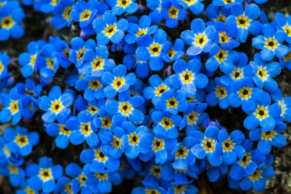 Alpine forget-me-not