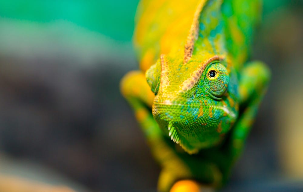 Multicolor Beautiful Chameleon closeup reptile with colorful bright skin.