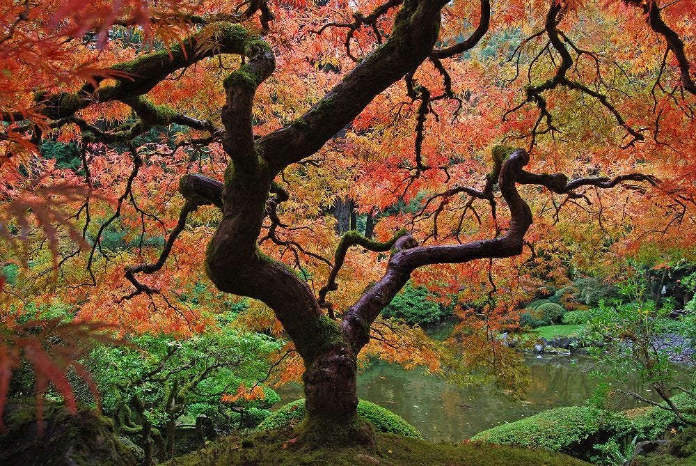 Japanese Maple