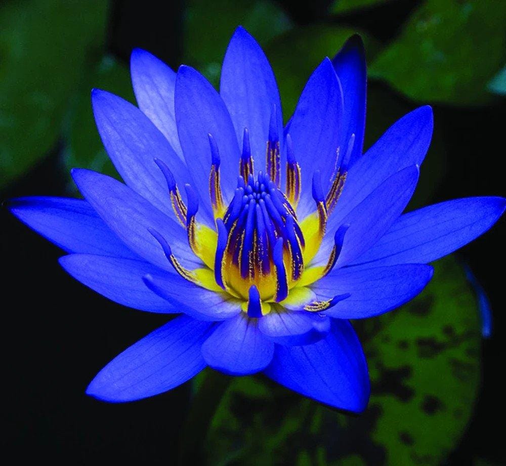 Blue Lotus by https://www.naturalalchemy.com.au/wp-content/uploads/2020/10/blue-lotus.jpg