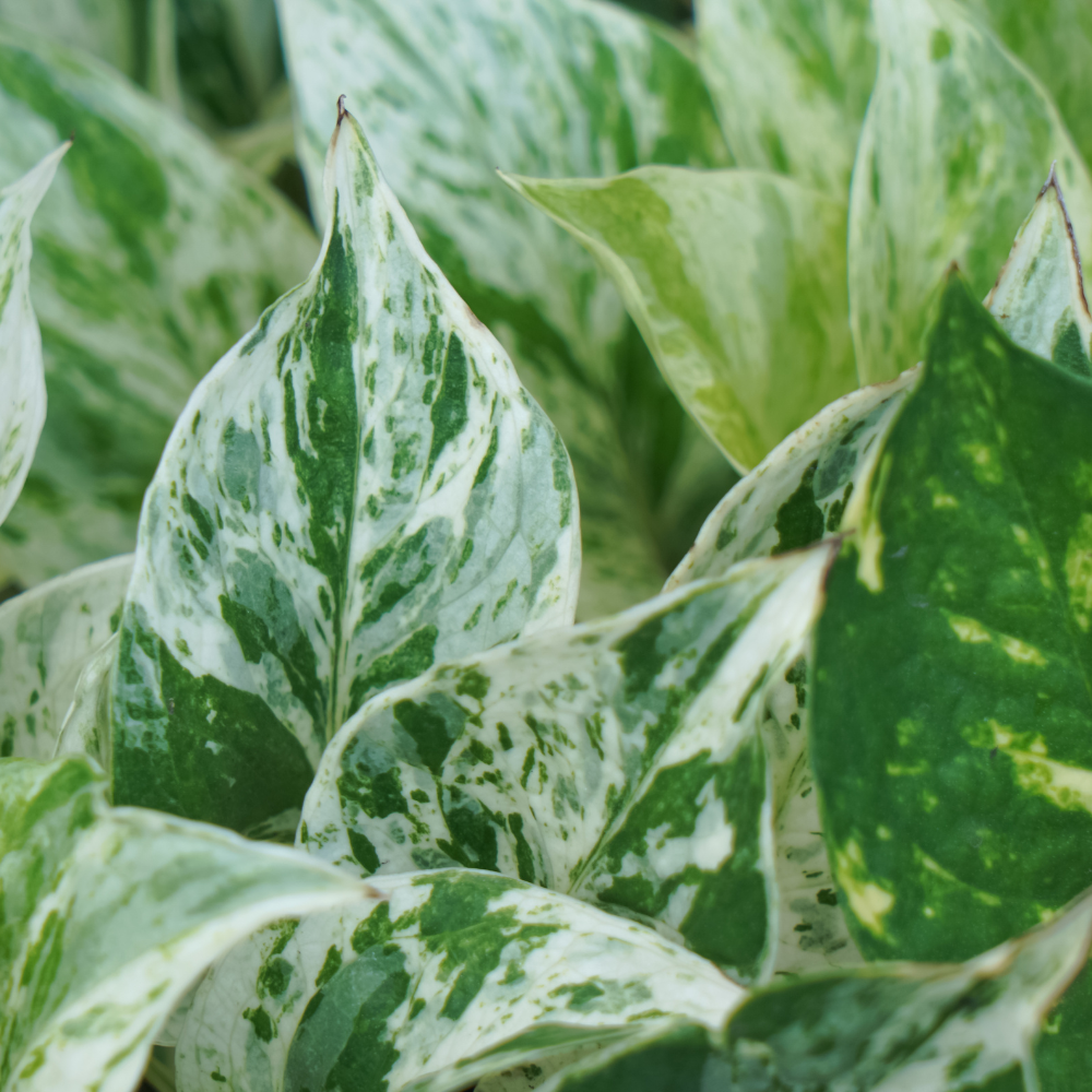 Close-up of variegated pothos leaves with shades of green and white.