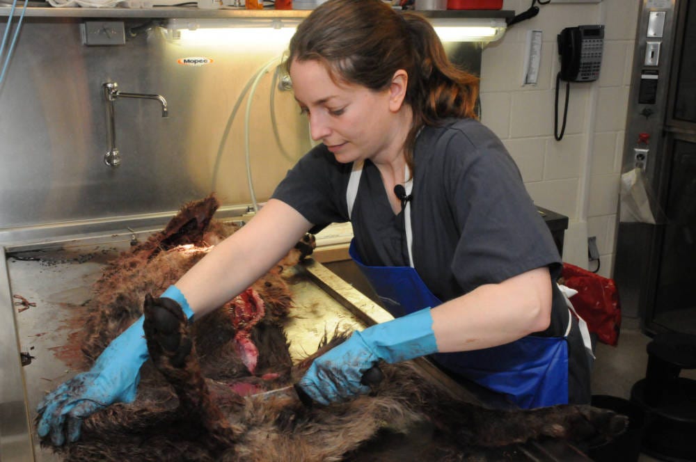Dr. Rebecca Kagan examining carcass of gray wolf (canis lupus) in the Ashland Forensics Lab. Photo Credit: Brett Billings/USFWS