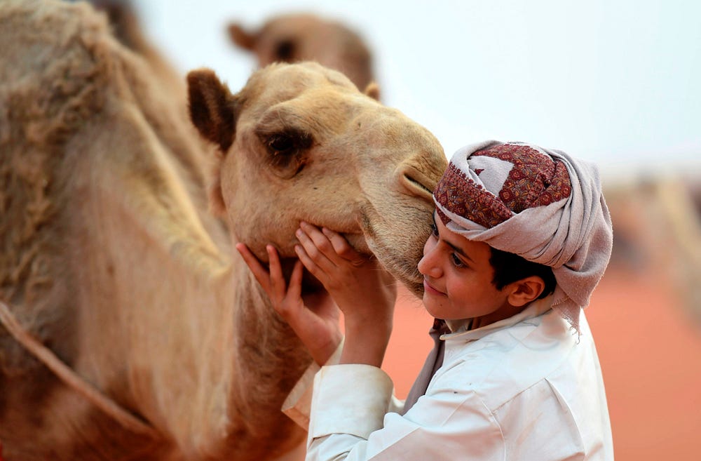 Картинки по запросу camel festival saudi