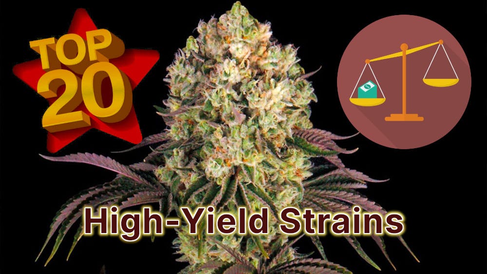 top 20 highest yielding strains: seeds guide