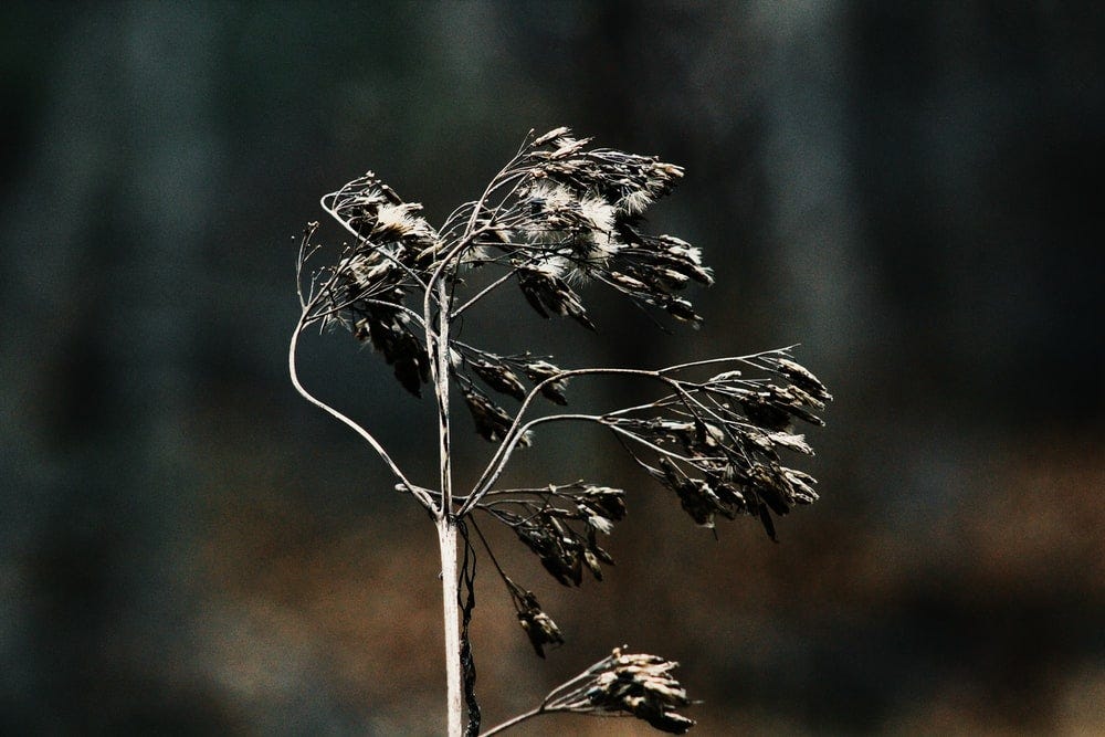 A withered plant.