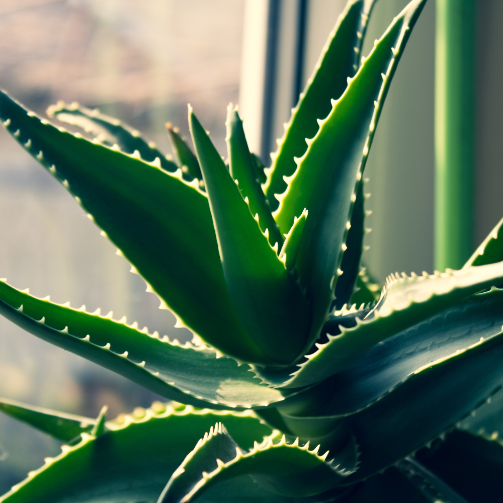 Close-up of aloe vera plant with thick, spiky green leaves near a sunny window.