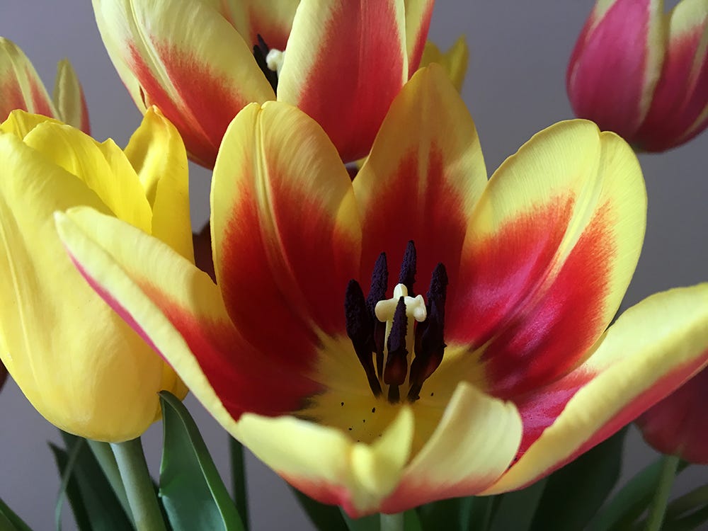 Yellow and red tulips  in a vase. The vase is not visible. Picture focus is a single wide open yellow and red flower in the foreground.