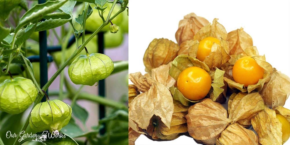 Tomatillo