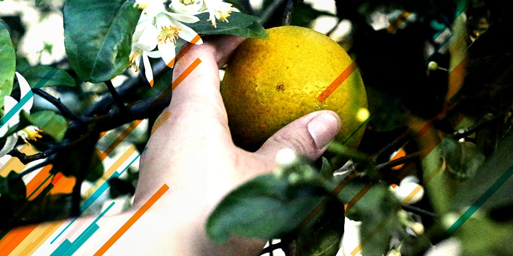 An experienced hand picks a citrus fruit from the plant among the orange blossoms.